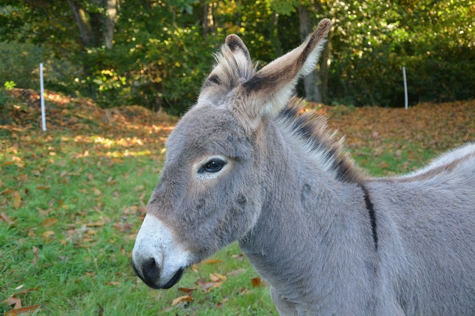 S.C.S. ALISEA ONLUS | Fattoria Sociale